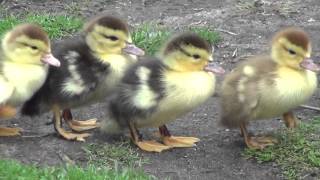 Muscovy Duck with chicks [upl. by Rocker166]