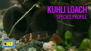 Kuhli Loach species profile [upl. by Edsel]