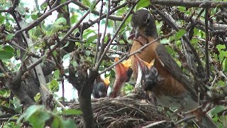 Watching Baby Robins Grow In A Nest Right Outside Our Windows [upl. by Erina]