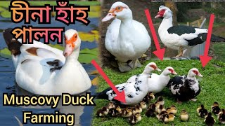 চীনা হাঁহ পালন । Muscovy Duck farming in Assam । Poultry farm in Assam [upl. by Brock]