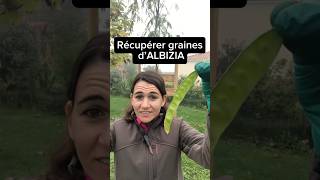 Comment récupérer des graines d’Albizia et multiplier facilement  jardin graines seeds albizia [upl. by Aicilihp]