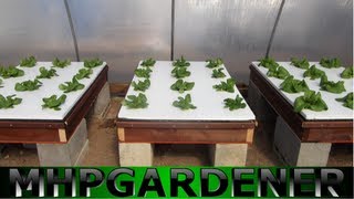 Hydroponic Lettuce Experiment  Comparing Water Soluble Fertilizers [upl. by Nnahsal]