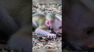 Pitiful wild baby monkey screaming for milk till weak 😪 monkey cutebabymonkey jungle wildlife [upl. by Dari621]