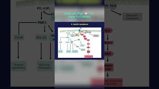 Cell proliferation pathway is driven by insulin and the same pathway is a risk factor for cancer [upl. by Ahsino396]