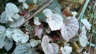 Rex Begonia with silver color leaves [upl. by Yi]