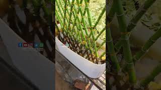 Ornamental Bamboo plants  PSN HIGHTECH NURSERY Perinthalmanna [upl. by Ayikur]