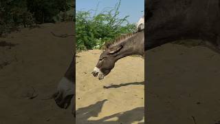 donkeysound youtubeshorts janwar ghadha funny shortvideo [upl. by Llednahs]