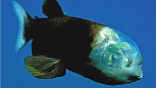 Barreleye Fish The Enigmatic Wonders of the Deep Sea [upl. by Mairam]