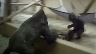 Silverback gorilla breaks up fight [upl. by Notsrik]