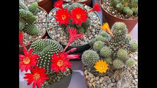 Rebutia krainziana A beautiful cacti from South America ClumpingCactus  Episode 53 [upl. by Morna]