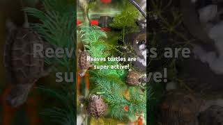 Reeves turtles are super active and eating like lil beasts [upl. by Mizuki473]