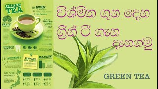 මොනවද මේ හරිත තේ  green tea [upl. by Gievlos]