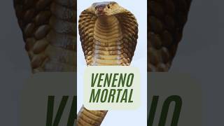 LA COBRA VENENOSA serpiente cobra [upl. by Meghann]