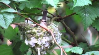 Warbling Vireo [upl. by Mellicent]