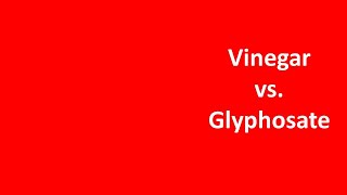 Vinegar Weed Killer vs Glyphosate [upl. by Einttirb813]