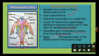 Larval forms in Crustacea [upl. by Ignazio]