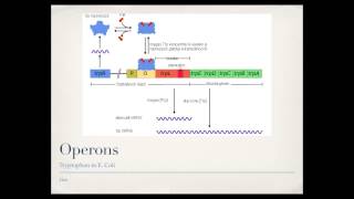 Bacterial Gene Regulation Operons [upl. by Neron]