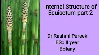 internal Structure of Equisetum BSc II year [upl. by Rae]