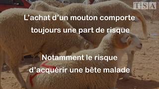 Aïd Al Adha  Comment choisir un mouton en bonne santé [upl. by Xuaegram]