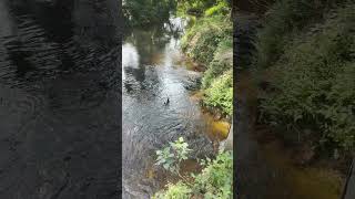 Pligarh kuti live snake in pond [upl. by Esaj463]