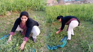 Pakistani Village Women Lifestyle  Daily Morning Routine  Beautiful Village Life In Pakistan [upl. by Ohaus]