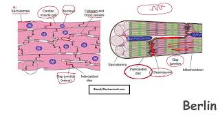 PRACTICAL CARDIOLOGY Histology 1 Cardiac Muscle [upl. by Floss387]