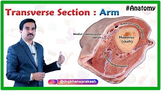 Muscles of Arm  Cadaveric Anatomy  Dr G Bhanu Prakash [upl. by Aleacem407]