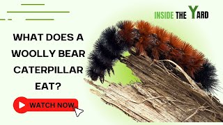 What Does A Woolly Bear Caterpillar Eat [upl. by Nirrad970]