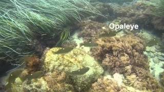 SoCal Snorkeling Fish Identification Trip [upl. by Chemush]