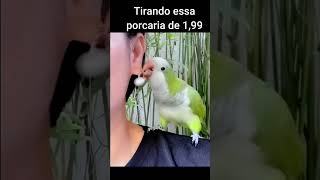 Papagaio engraçado falando papagaiofalante feiralivre pets passarinhos [upl. by Wasserman146]