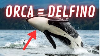 ORCA ASSASSINA Il Delfino Che Riconosce Gli Umani [upl. by Nylevol]