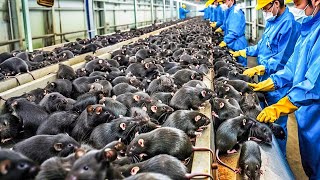 Chinese Farmers Raise and Consume 22 Billion Bamboo Rats  Rat Processing Factory [upl. by Eillil]