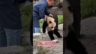 Su Linzi climbed a tree halfway through her meal苏琳仔加餐中途上树 panda pandalove [upl. by Basham]