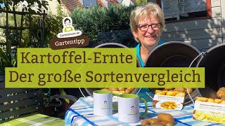 Erste Stichprobe KartoffelErnte und Sortenvergleich [upl. by Eissalc]