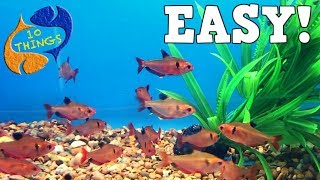 Top 10 Aquarium Fish For Beginners Your First Aquarium [upl. by Johppah]