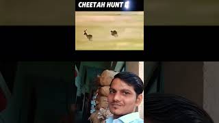 animals cheetah memes tigerfight tiger funny cheetay leopard viralvideo shortsviral [upl. by Xyno]