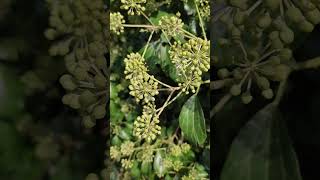 🍃🐝 Le lierre  Hedera Helix 🍃🐝 shortnaturevideos hedera plantlover [upl. by Allerim]