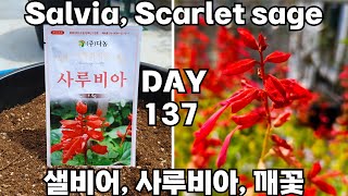 요청 화분에 샐비어꽃 사루비아 키우기  How to Grow Salvias in Pots [upl. by Apilef634]