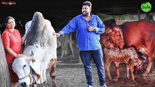 Gir Cow Milk in Hyderabad  Cow Farming  Desi Cow Ghee Goudhaara Farms  Street Byte  Silly Monks [upl. by Clinton76]