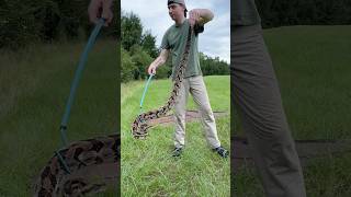 We caught the biggest canebrake rattlesnake I’ve ever seen in my life 🤯 snake fyp rattlesnake [upl. by Nail]