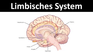 Limbisches System Amygdala Hippocampus etc  Neurobiologie Oberstufe [upl. by Yecnuahc]