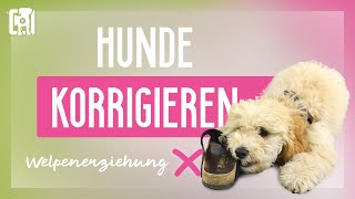 Hunde korrigieren  Fehlverhalten abgewöhnen aber richtig [upl. by Pasia]