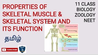 Properties of Skeletal Muscle amp Skeletal System amp its Function Tamil  Chapter9  Zoology Class 11 [upl. by Venditti204]