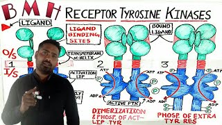 Receptor Tyrosine Kinases RTK  RTK Signaling [upl. by Sherline]