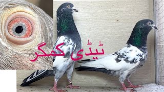 Ch wala tedi or kamgar 2 pears forsale 03328490909 art bird everyone pigeon kabootar kabutar [upl. by Einafets]