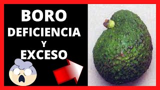 😲 DEFICIENCIA y EXCESO De BORO En AGUACATE Hass 🥑 [upl. by Coppinger861]