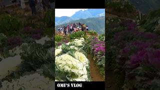 Beautiful Garden of Flowers in Benguet Philippines nature benguet [upl. by Platon]