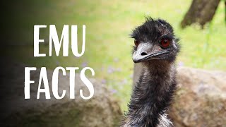 Emu Facts with Keeper Ally at Taronga Western Plains Zoo [upl. by Khano512]