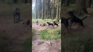 Rottweiler attack on fox in jungle 😳  Dog fighting video  shortslabrador [upl. by Lidstone214]