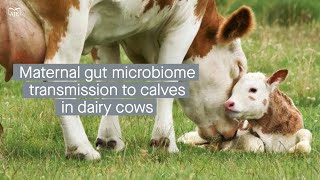 Vertical transmission of maternal gut microbiome features to calves in dairy cows [upl. by Alyose]